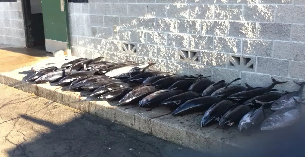 A bunch of dead fish sitting on the side of a building.